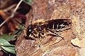 Sandbiene Andrena ovatula Männchen