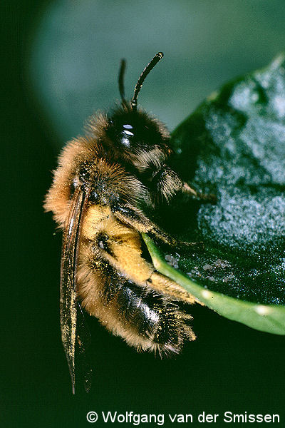 Sandbiene Andrena praecox Weibchen