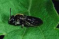 Sandbiene Andrena subopaca Weibchen