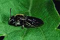 Sandbiene Andrena subopaca Weibchen