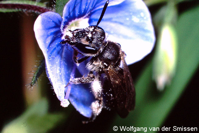 Sandbiene Andrena subopaca Weibchen