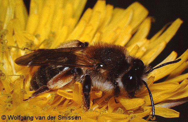 Sandbiene Andrena tibialis Weibchen