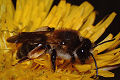 Sandbiene Andrena tibialis Weibchen