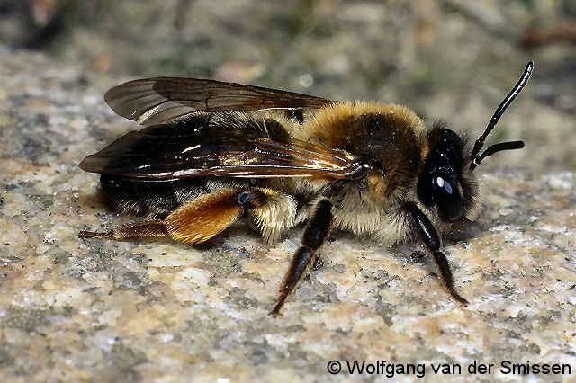 Sandbiene Andrena tibialis Weibchen