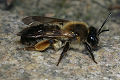 Sandbiene Andrena tibialis Weibchen