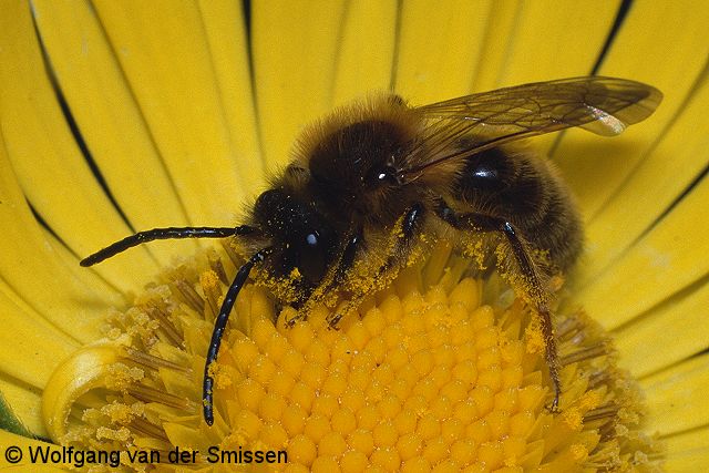 Sandbiene Andrena tibialis Männchen