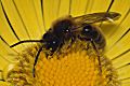 Sandbiene Andrena tibialis Männchen