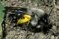 Sandbiene Andrena vaga Weibchen