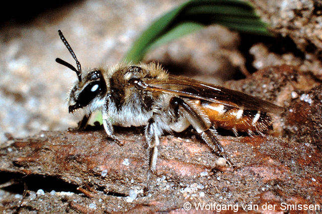 Sandbiene Andrena ventralis Weibchen