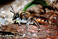 Sandbiene Andrena ventralis Weibchen