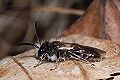 Sandbiene Andrena ventralis Männchen