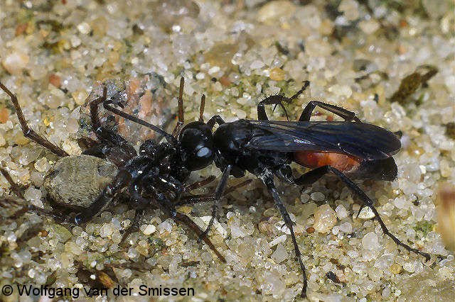 Wegwespe Anoplius infuscatus Weibchen