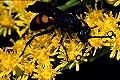 Wegwespe Anoplius viaticus