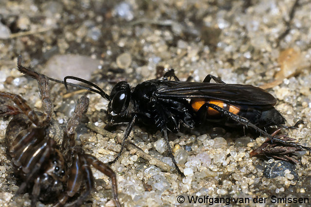 Wegwespe Anoplius viaticus Weibchen