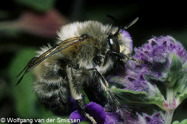 Pelzbiene Anthophora plumipes Männchen