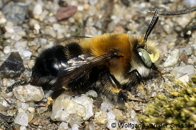 Pelzbiene Anthophora retusa Männchen