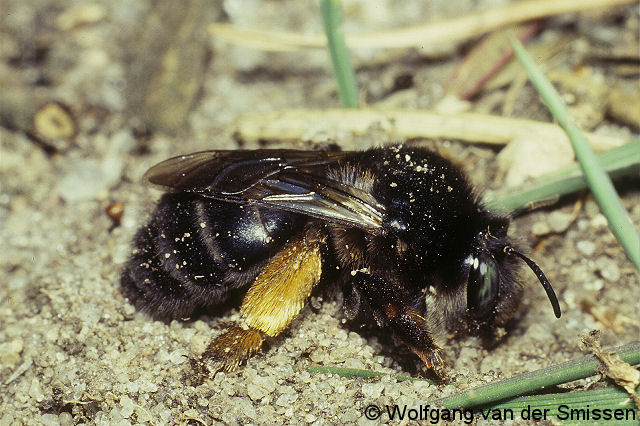 Pelzbiene Anthophora retusa Weibchen