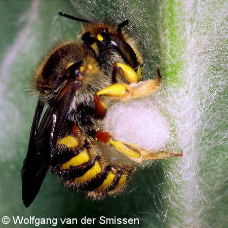 Wollbiene Anthidium manicatum Weibchen