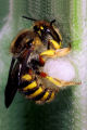 Wildbiene des Jahres 2014: Wollbiene Anthidium manicatum Weibchen