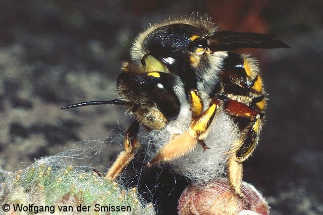 Wollbiene Anthidium manicatum Weibchen