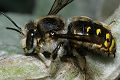 Wildbiene des Jahres 2014: Wollbiene Anthidium manicatum Männchen