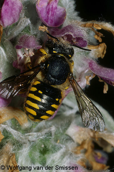 Wollbiene Anthidium manicatum Weibchen