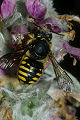 Wildbiene des Jahres 2014: Wollbiene Anthidium manicatum Weibchen