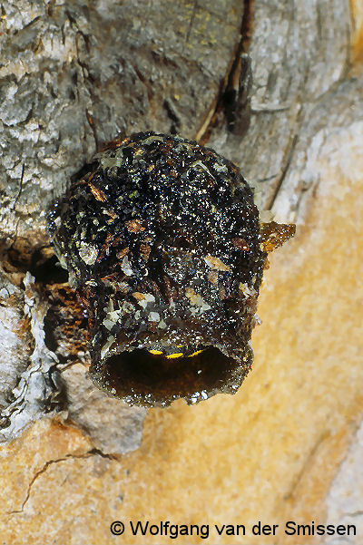 Harzbiene Anthidium strigatum Weibchen