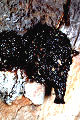 Harzbiene Anthidium strigatum Bruttopf