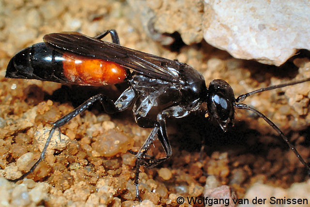 Wegwespe Arachnospila abnormis Weibchen