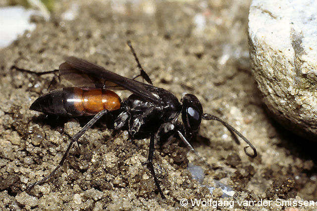 Wegwespe Arachnospila anceps Weibchen