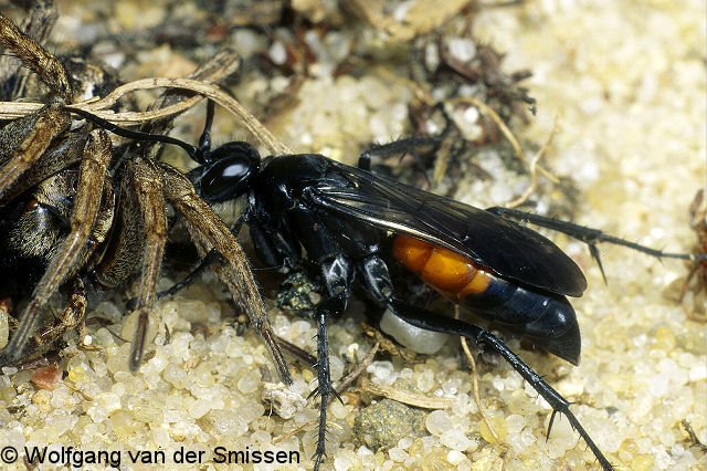 Wegwespe Arachnospila rufa Weibchen mit Beute