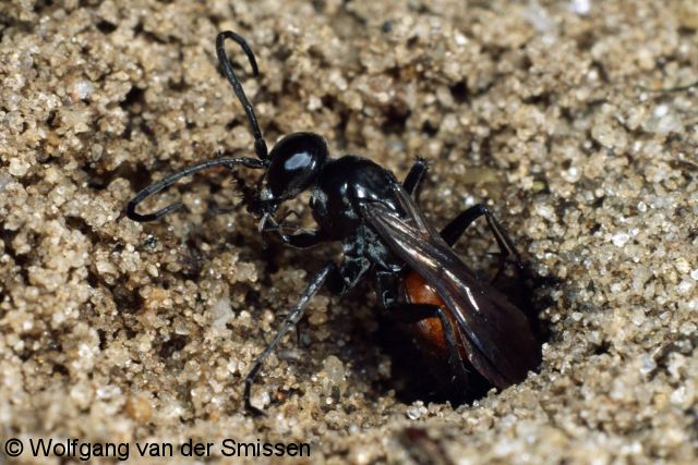 Wegwespe Arachnospila trivialis Weibchen