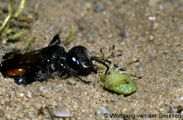 Grabwespe Astata boops Weibchen mit Beute