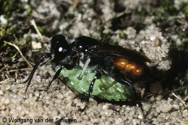 Grabwespe Astata boops Weibchen mit Beute