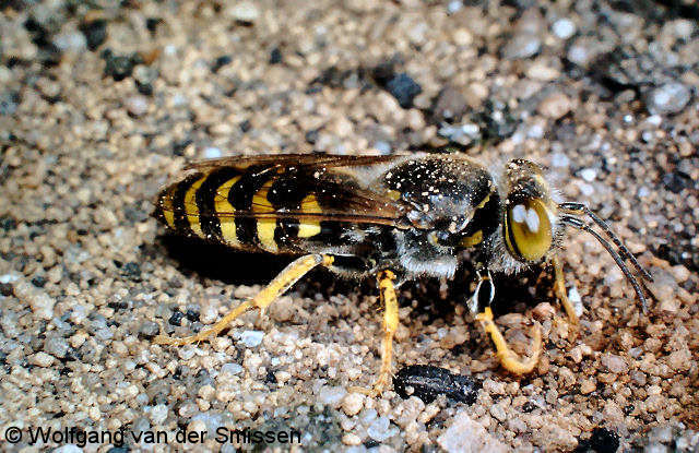 Grabwespe Bembix rostrata Weibchen