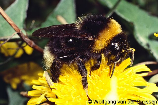 Kuckuckshummel Bombus bohemicus Weibchen