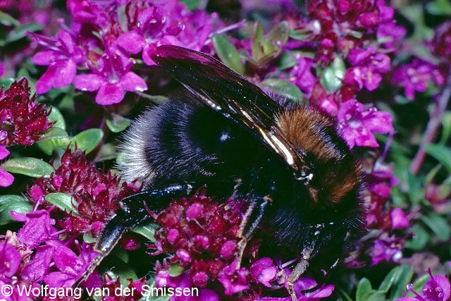 Hummel Bombus hypnorum Arbeiterin