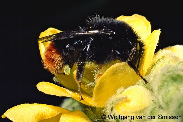 Hummel Bombus lapidarius Arbeiterin