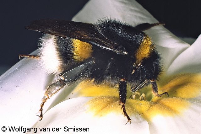 Hummel Bombus lucorum Königin