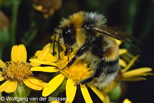 Hummel Bombus lucorum Männchen