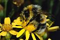 Helle Erdhummel Bombus lucorum Männchen