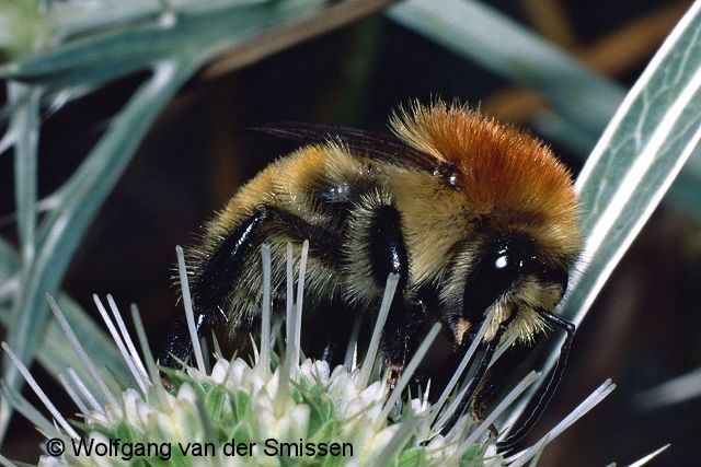 Hummel Bombus muscorum Männchen