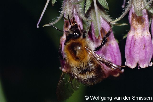 Hummel Bombus pascuorum Arbeiterin