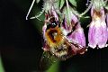 Ackerhummel Bombus pascuorum Arbeiterin