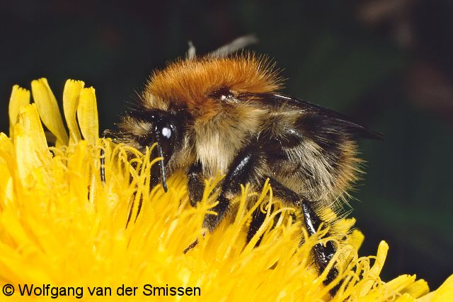 Hummel Bombus pascuorum Königin