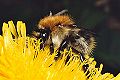 Ackerhummel Bombus pascuorum Königin