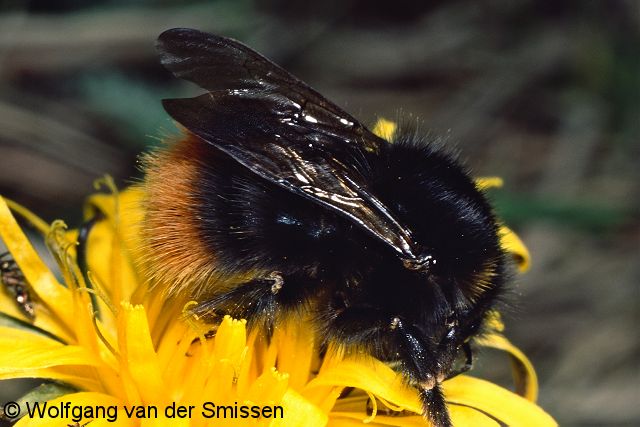 Hummel Bombus pratorum Königin