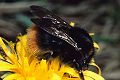 Wiesenhummel Bombus pratorum Königin