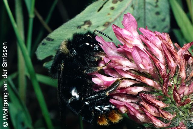 Kuckuckshummel Bombus rupestris Weibchen